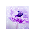 Fayriesakura-icon