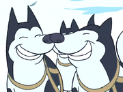 Akute-Dogs