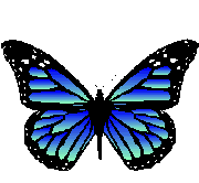 Blue butterfly flapping its wings