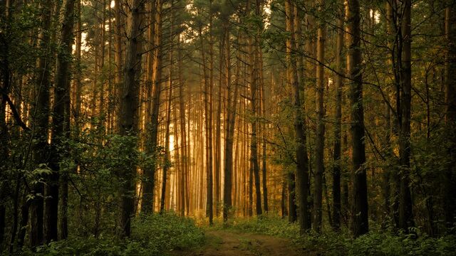 File:Lovely forest.jpg