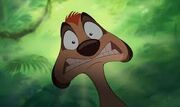 Timon pgn