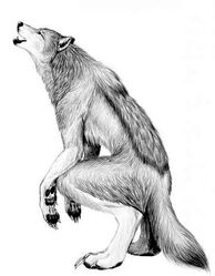 Anima Werewolf