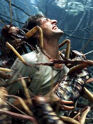 Bugs