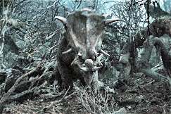 Fauna11