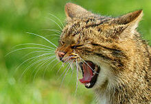 Yawning wildcat