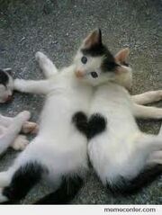 Kitteh