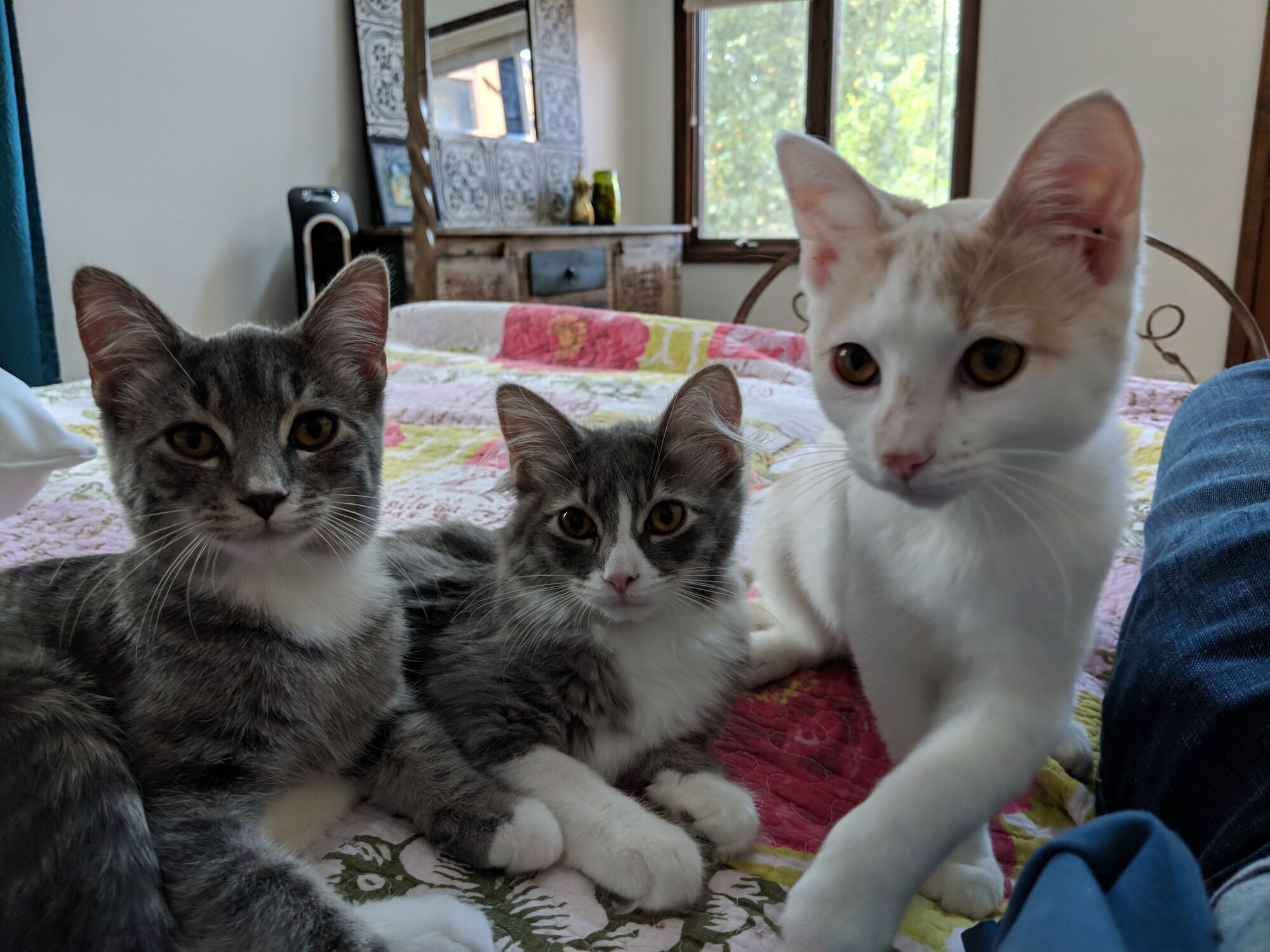 first verse kittens kitten