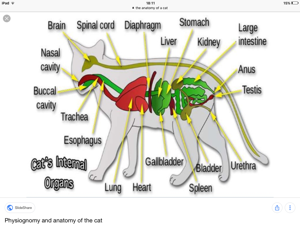 The Anatomy of a Cat Kittens and Cats Wiki Fandom