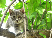 Katze-auf-baum