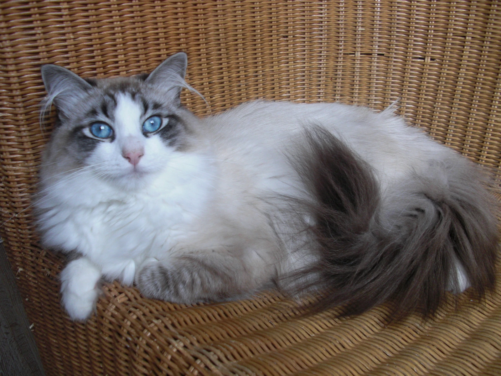 Neva Masquarade Kitty Wiki FANDOM powered by Wikia