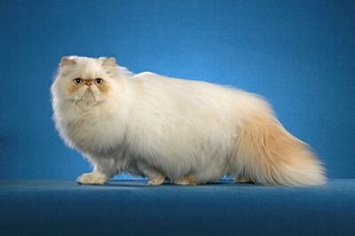 Himalayan-cat-3rd