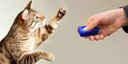 Foto-clickertraining