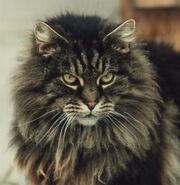 Longhair3