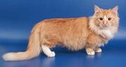 Munchkin Longhair