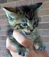 Katzenseuche