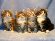 Kitten