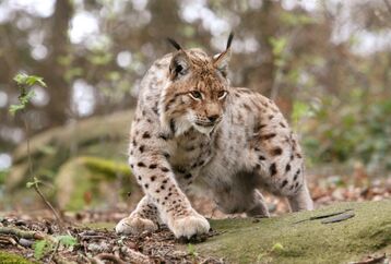 Luchs