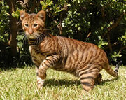 Toyger2010