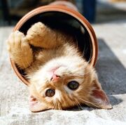 Katze