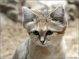 Sandkatze