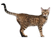Bengalkatze1