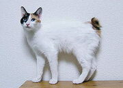 300px-JapaneseBobtailBlueEyedMi-ke