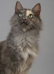 Angora-katze c1e796bd1e82baafe3e2a03ceb50c22e