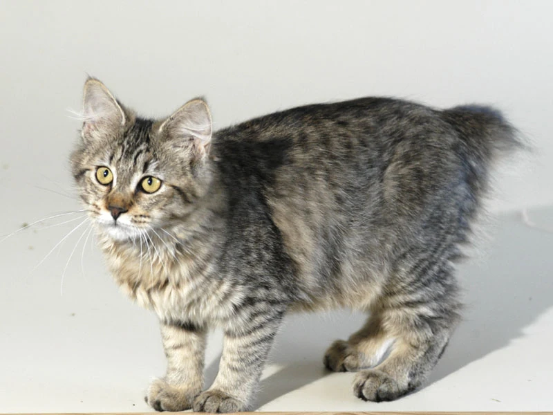 Pixiebob Longhair Kitty Wiki FANDOM powered by Wikia