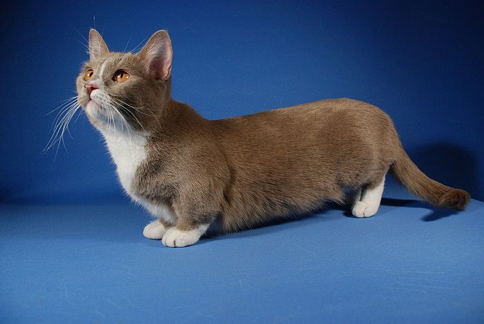 Munchkin Shorthair | Kitty Wiki | FANDOM powered by Wikia