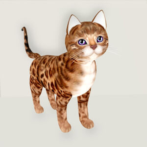 Bengal Copper Morning Glory Eyes