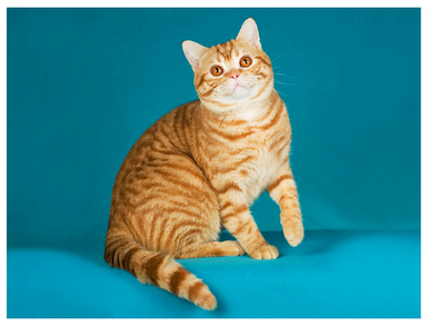American Shorthair - Red Tabby (fur) | KittyCats ...