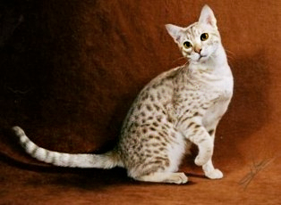 CatiatorOciCin