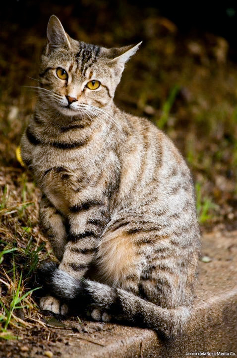ETawnyTabby