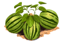 Watermelon last