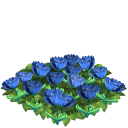Tulip flower bed blue last