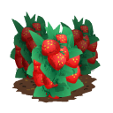 Strawberry last