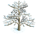 Snowy tree last