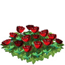 Tulip flower bed red last