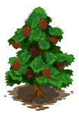 Pine tree market