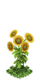 Sunflowers last