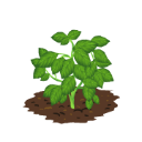 Basil last