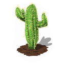Cactus last