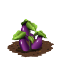 Eggplant last