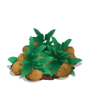 Potato last