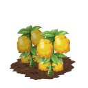 Yellow squash last