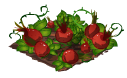 Rosehips last