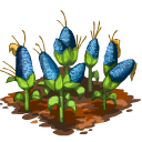 Blue corn last