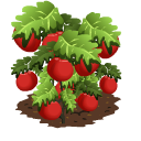 Tomato last