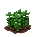 Brussel sprouts last