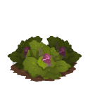 Cabbage last